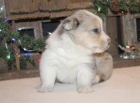 Fluffy Merle Toy Auggie Male, a male Pembroke Welsh Corgi and Toy Australian Shepherd for sale in Harper, TX – Photo 2 of 7