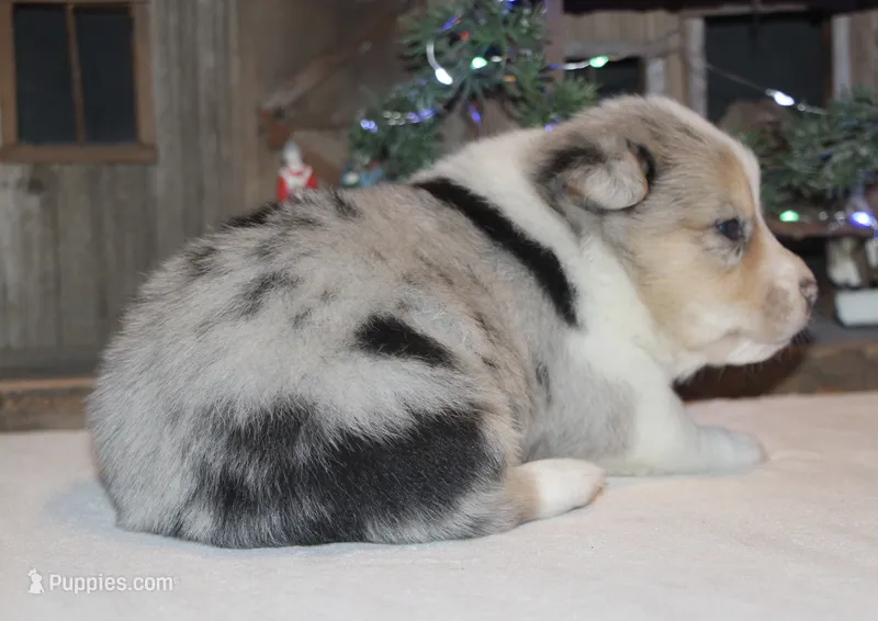 Fluffy Merle Toy Auggie Male