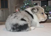 Fluffy Merle Toy Auggie Male, a male Pembroke Welsh Corgi and Toy Australian Shepherd for sale in Harper, TX – Photo 1 of 7