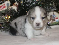 Fluffy Merle Toy Auggie Male, a male Pembroke Welsh Corgi and Toy Australian Shepherd for sale in Harper, TX – Photo 4 of 7