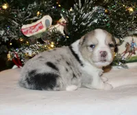 Fluffy Merle Toy Auggie Male, a male Pembroke Welsh Corgi and Toy Australian Shepherd for sale in Harper, TX – Photo 6 of 7