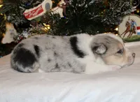 Fluffy Merle Toy Auggie Male, a male Pembroke Welsh Corgi and Toy Australian Shepherd for sale in Harper, TX – Photo 5 of 7