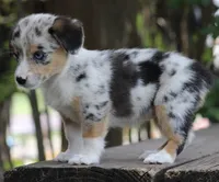 DAISY - Toy Auggie Female, a female Pembroke Welsh Corgi and Toy Australian Shepherd for sale in Harper, TX – 7 of 10