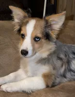 Lovey Dovey - Blue Merle Toy Auggie , a male Pembroke Welsh Corgi and Toy Australian Shepherd for sale in Harper, TX – 3 of 6