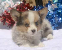 America - Merle Toy Auggie, a female Pembroke Welsh Corgi and Toy Australian Shepherd for sale in Harper, TX – 8 of 10