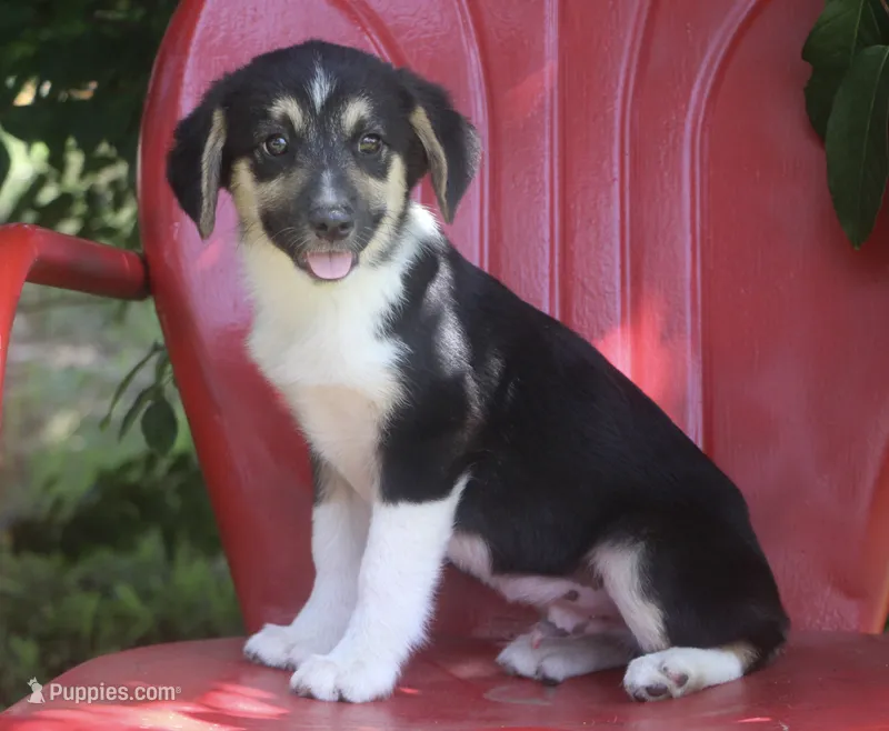 Valor - Black Tri Toy Auggie – Pembroke Welsh Corgi, Toy Australian Shepherd puppy for sale in Harper, TX