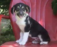 Valor - Black Tri Toy Auggie, a male Pembroke Welsh Corgi and Toy Australian Shepherd for sale in Harper, TX – 4 of 4