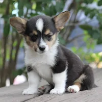 PIP - Black Tri Toy Auggie, a male Pembroke Welsh Corgi and Toy Australian Shepherd for sale in Harper, TX – 2 of 2