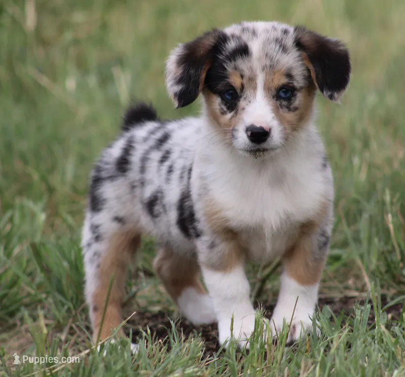 DAISY - Toy Auggie Female – Pembroke Welsh Corgi, Toy Australian Shepherd puppy for sale in Harper, TX