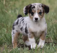 DAISY - Toy Auggie Female, a female Pembroke Welsh Corgi and Toy Australian Shepherd for sale in Harper, TX – 1 of 10