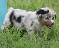 PEEP - Blue Merle Toy Auggie, a male Pembroke Welsh Corgi and Toy Australian Shepherd for sale in Harper, TX – 8 of 10