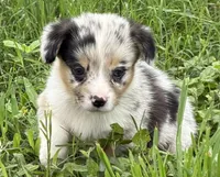 DIASY - Blue Merle Toy Auggie , a female Pembroke Welsh Corgi and Toy Australian Shepherd for sale in Harper, TX – 2 of 10