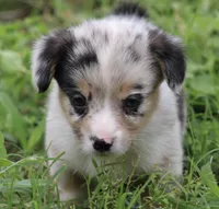 DIASY - Blue Merle Toy Auggie , a female Pembroke Welsh Corgi and Toy Australian Shepherd for sale in Harper, TX – 4 of 10