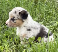 DIASY - Blue Merle Toy Auggie , a female Pembroke Welsh Corgi and Toy Australian Shepherd for sale in Harper, TX – 6 of 10
