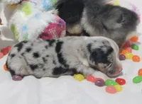 DIASY - Blue Merle Toy Auggie , a female Pembroke Welsh Corgi and Toy Australian Shepherd for sale in Harper, TX – Photo 2 of 9