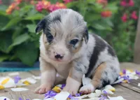 DIASY - Blue Merle Toy Auggie , a female Pembroke Welsh Corgi and Toy Australian Shepherd for sale in Harper, TX – 10 of 10