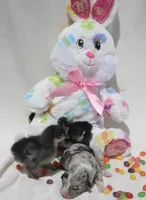 DIASY - Blue Merle Toy Auggie , a female Pembroke Welsh Corgi and Toy Australian Shepherd for sale in Harper, TX – Photo 9 of 9