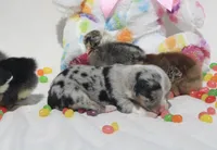 DIASY - Blue Merle Toy Auggie , a female Pembroke Welsh Corgi and Toy Australian Shepherd for sale in Harper, TX – Photo 6 of 9