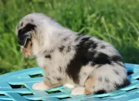 DIASY - Blue Merle Toy Auggie , a female Pembroke Welsh Corgi and Toy Australian Shepherd for sale in Harper, TX – 7 of 10