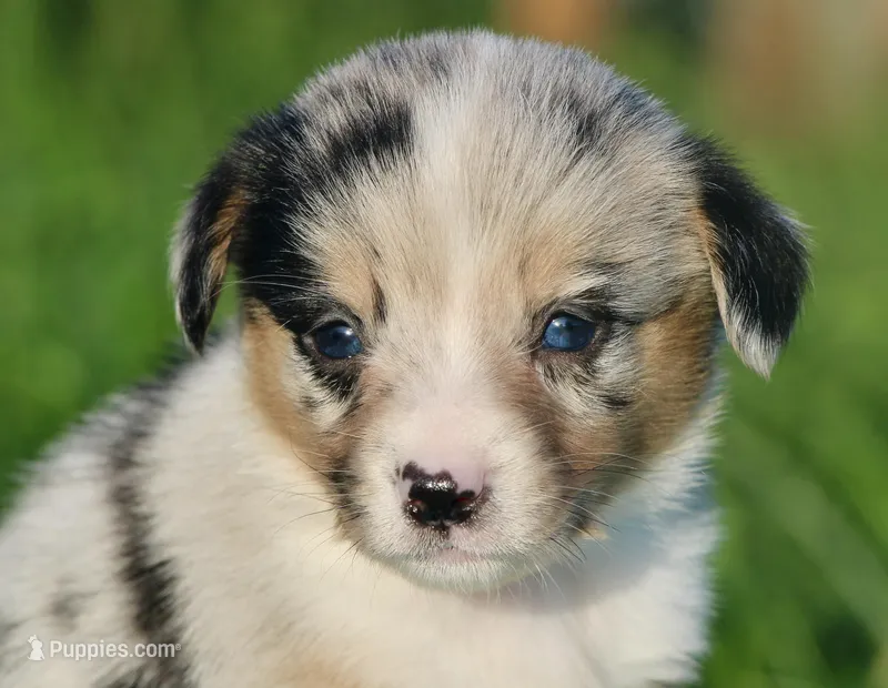 DIASY - Blue Merle Toy Auggie  – Pembroke Welsh Corgi, Toy Australian Shepherd puppy for sale in Harper, TX