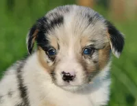 DIASY - Blue Merle Toy Auggie , a female Pembroke Welsh Corgi and Toy Australian Shepherd for sale in Harper, TX – 1 of 10