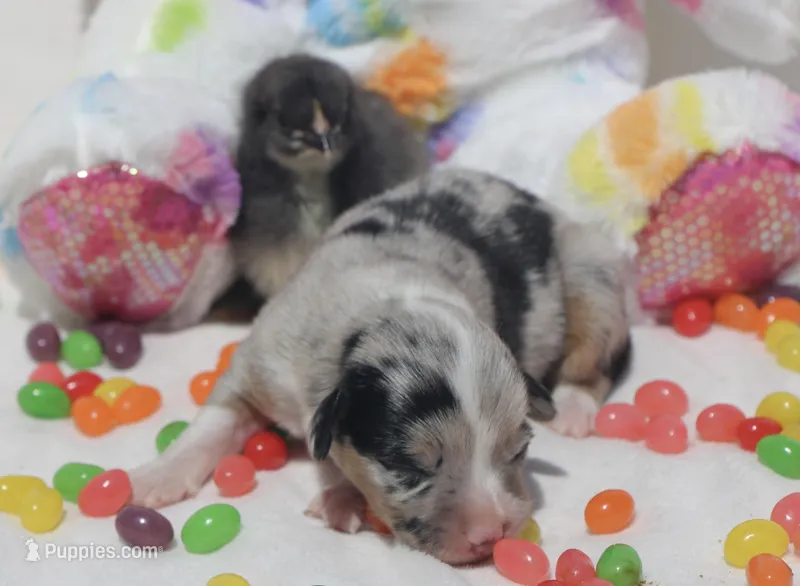 DIASY - Blue Merle Toy Auggie  – Pembroke Welsh Corgi, Toy Australian Shepherd puppy for sale in Harper, TX