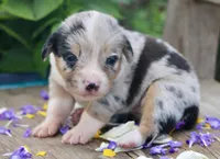 DIASY - Blue Merle Toy Auggie , a female Pembroke Welsh Corgi and Toy Australian Shepherd for sale in Harper, TX – 9 of 10