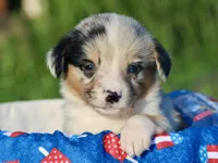 DIASY - Blue Merle Toy Auggie , a female Pembroke Welsh Corgi and Toy Australian Shepherd for sale in Harper, TX – 3 of 10
