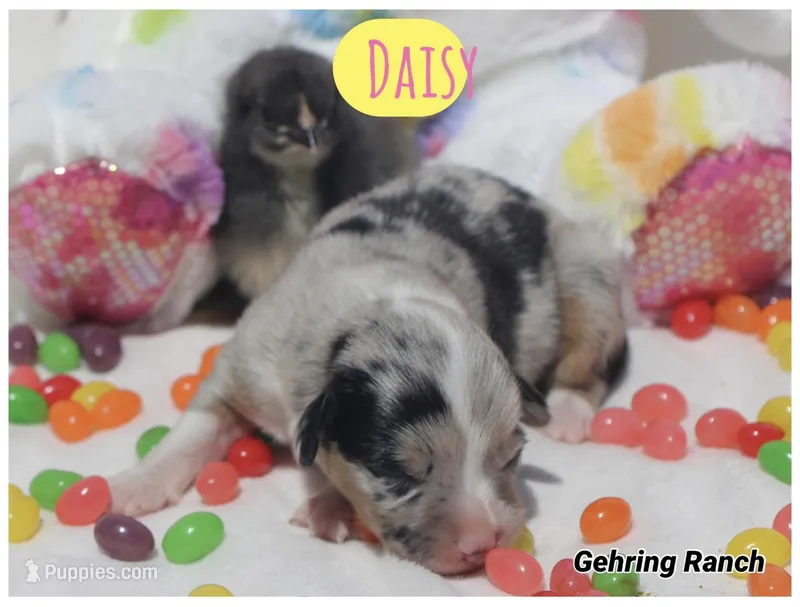 DIASY - Blue Merle Toy Auggie  – Pembroke Welsh Corgi, Toy Australian Shepherd puppy for sale in Harper, TX