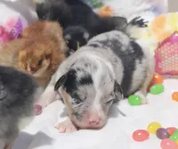 DIASY - Blue Merle Toy Auggie , a female Pembroke Welsh Corgi and Toy Australian Shepherd for sale in Harper, TX – Photo 4 of 9