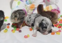 DIASY - Blue Merle Toy Auggie , a female Pembroke Welsh Corgi and Toy Australian Shepherd for sale in Harper, TX – Photo 7 of 9