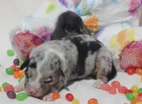 DIASY - Blue Merle Toy Auggie , a female Pembroke Welsh Corgi and Toy Australian Shepherd for sale in Harper, TX – Photo 8 of 9