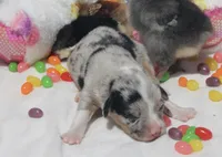 DIASY - Blue Merle Toy Auggie , a female Pembroke Welsh Corgi and Toy Australian Shepherd for sale in Harper, TX – Photo 3 of 9