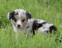 DIASY - Blue Merle Toy Auggie , a female Pembroke Welsh Corgi and Toy Australian Shepherd for sale in Harper, TX – 8 of 10