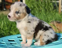 DIASY - Blue Merle Toy Auggie , a female Pembroke Welsh Corgi and Toy Australian Shepherd for sale in Harper, TX – 5 of 10