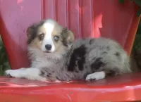 America - Merle Toy Auggie, a female Pembroke Welsh Corgi and Toy Australian Shepherd for sale in Harper, TX – 5 of 10