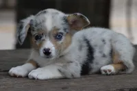 CHIRP - Blue Merle Toy Auggie, a male Pembroke Welsh Corgi and Toy Australian Shepherd for sale in Harper, TX – 6 of 10