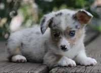 CHIRP - Blue Merle Toy Auggie, a male Pembroke Welsh Corgi and Toy Australian Shepherd for sale in Harper, TX – 9 of 10