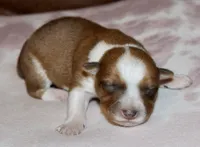 RED COWBOY AUGGIE MALE, a male Australian Cattle Dog and Pembroke Welsh Corgi for sale in Harper, TX – Photo 1 of 8