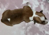 RED COWBOY AUGGIE MALE, a male Australian Cattle Dog and Pembroke Welsh Corgi for sale in Harper, TX – Photo 2 of 8