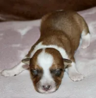 RED COWBOY AUGGIE MALE, a male Australian Cattle Dog and Pembroke Welsh Corgi for sale in Harper, TX – Photo 6 of 8