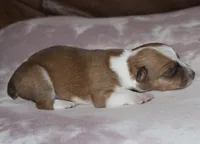 RED COWBOY AUGGIE MALE, a male Australian Cattle Dog and Pembroke Welsh Corgi for sale in Harper, TX – Photo 5 of 8