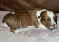 RED COWBOY AUGGIE MALE, a male Australian Cattle Dog and Pembroke Welsh Corgi for sale in Harper, TX – Photo 7 of 8