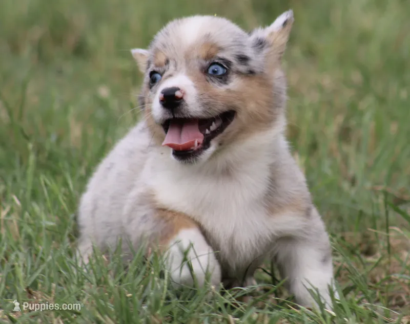 CHIRP - Blue Merle Toy Auggie – Pembroke Welsh Corgi, Toy Australian Shepherd puppy for sale in Harper, TX