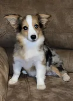 Lovey Dovey - Blue Merle Toy Auggie , a male Pembroke Welsh Corgi and Toy Australian Shepherd for sale in Harper, TX – 1 of 6