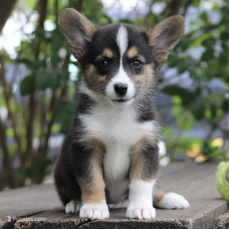 GRACE - Black Tri Toy Auggie – Pembroke Welsh Corgi, Toy Australian Shepherd puppy for sale in Harper, TX