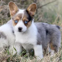 Cadbury Merle Toy Auggie, a female Pembroke Welsh Corgi and Toy Australian Shepherd for sale in Harper, TX – Photo 4 of 7