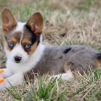 Cadbury Merle Toy Auggie, a female Pembroke Welsh Corgi and Toy Australian Shepherd for sale in Harper, TX – Photo 6 of 7