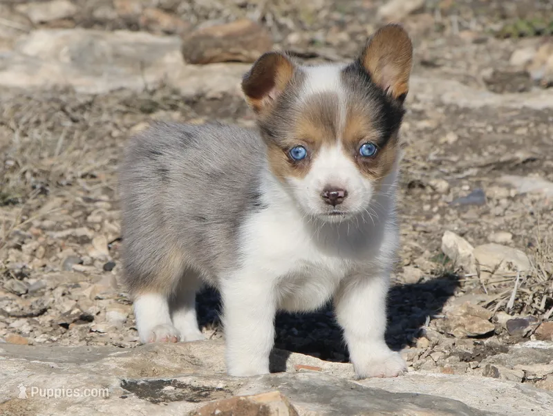 Cadbury Merle Toy Auggie