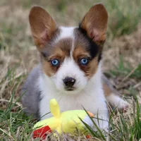 Cadbury Merle Toy Auggie, a female Pembroke Welsh Corgi and Toy Australian Shepherd for sale in Harper, TX – Photo 1 of 7
